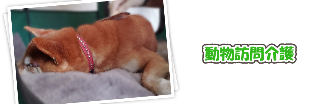 動物訪問介護
